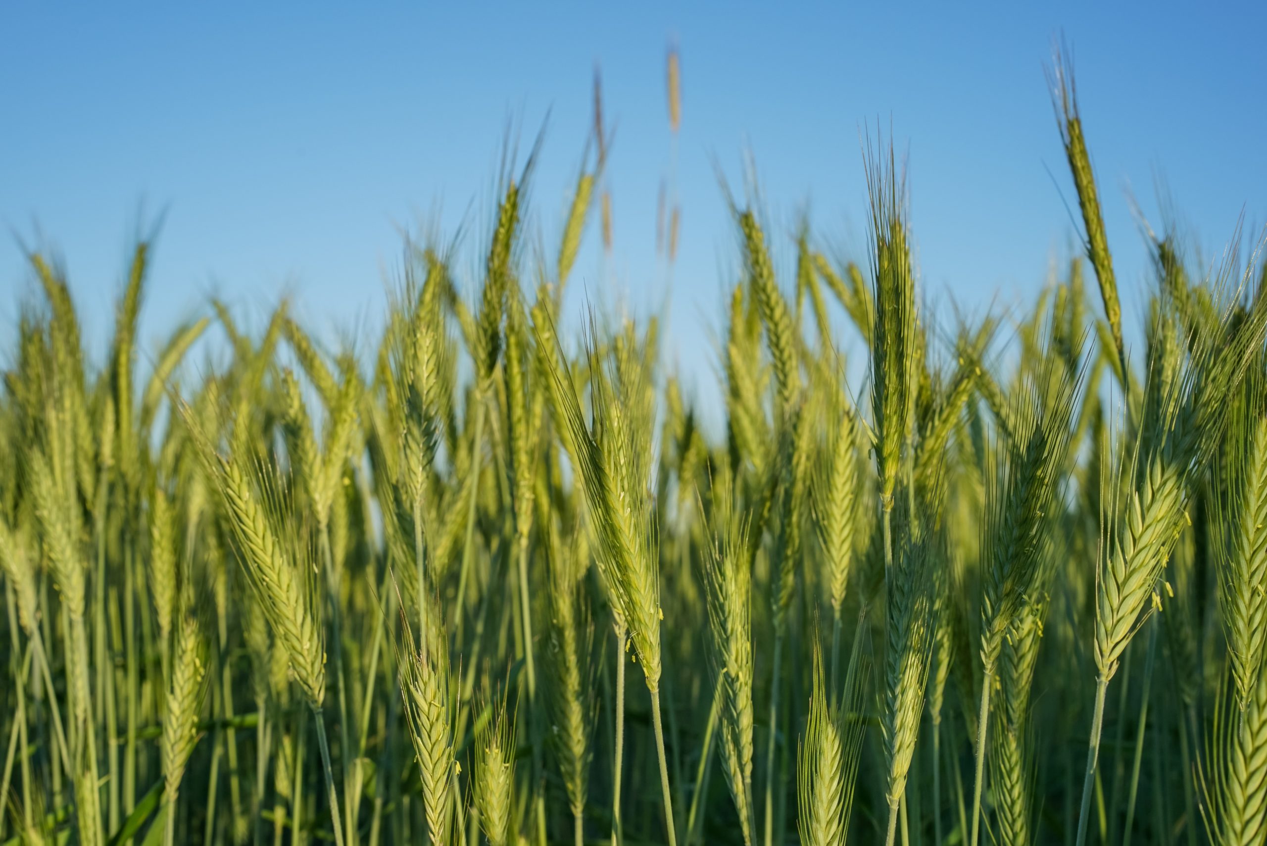 agricura_2