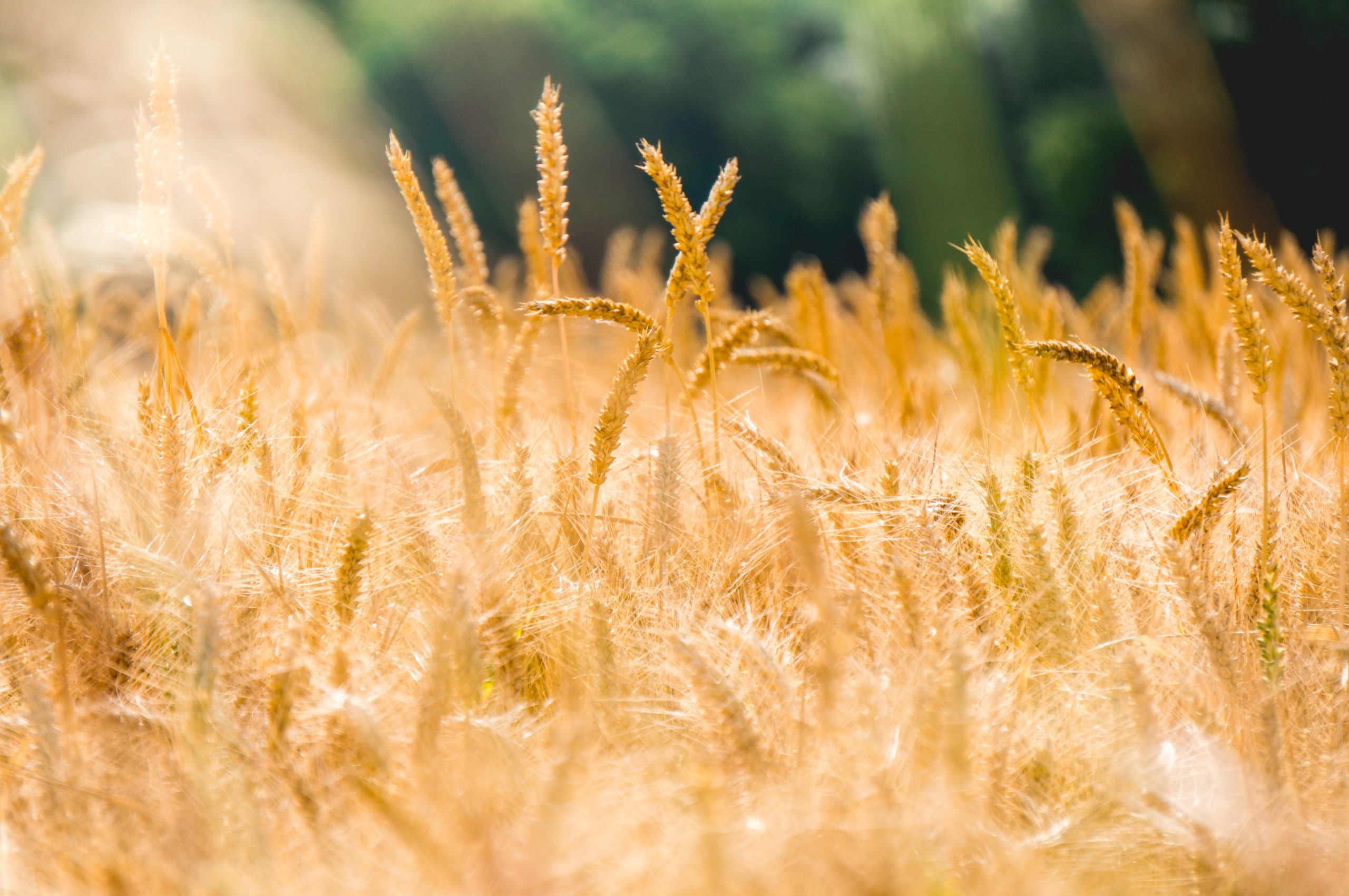 Agricura