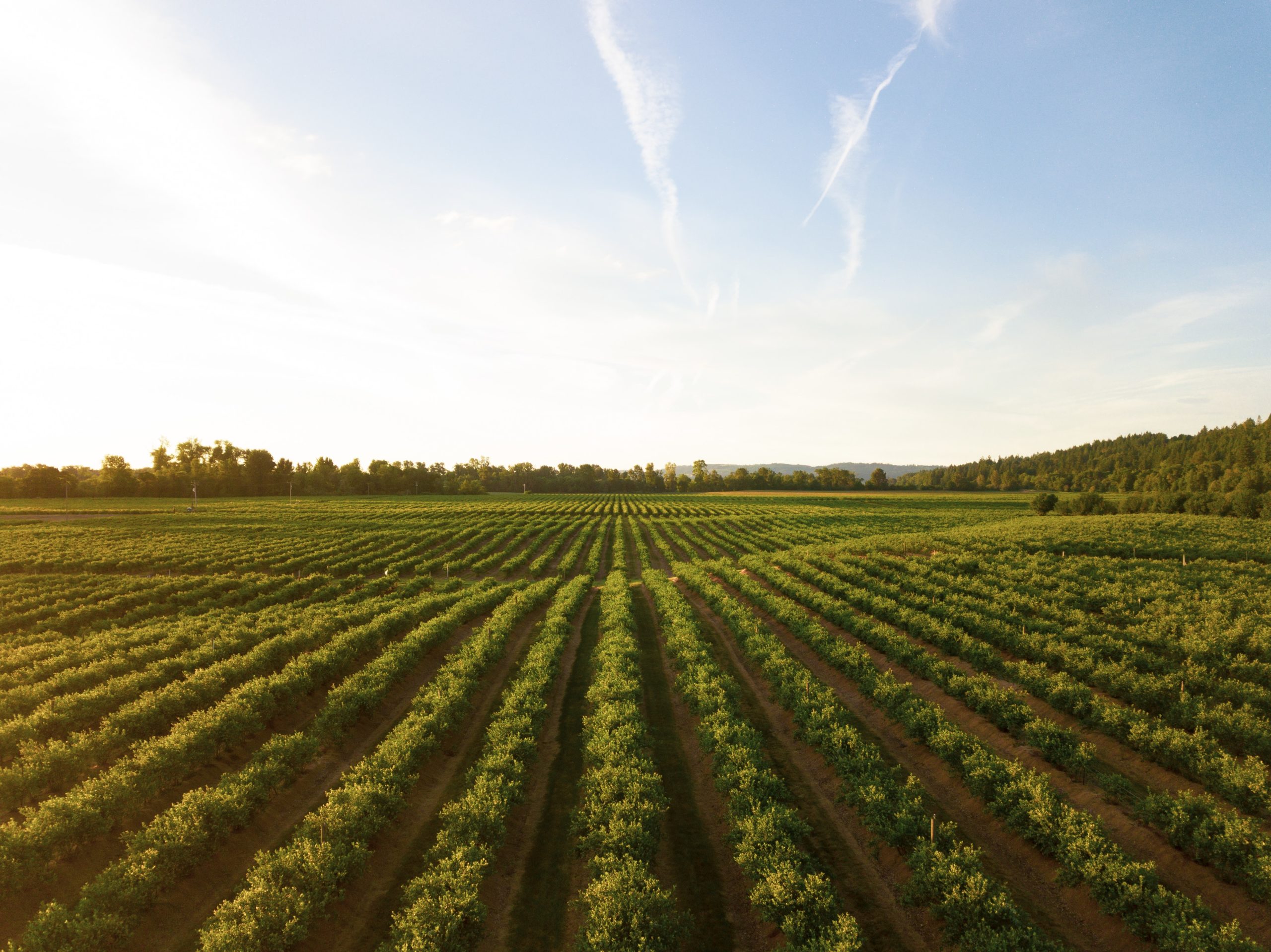 agricura_5